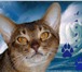 Фото в Домашние животные Вязка Молодой перспективный абиссинский кот приглашает в Дубна 2 000