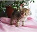 Фото в  Отдам даром-приму в дар В добрые руки три котенка необыкновенной в Гатчина 0