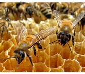 Фотография в Домашние животные Другие животные Продам 5 пчелосемей (по 7-8 рамок).Порода в Анапе 5 000