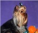 Изображение в Домашние животные Вязка собак Йоркширского терьера мини кобелёк приглашает в Москве 5 000