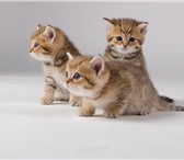 Питомник «GOLDEN KITTY» предлагает чистокровных британских котят окраса золотой пятнистый» ,  Отл 69474  фото в Москве