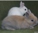 Foto в Домашние животные Грызуны Продаются декоративные кролики карликовой в Таганроге 500