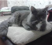 Фото в Домашние животные Найденные Найден молодой кот. В районе последних домов в Красноярске 0