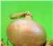 Фотография в Прочее,  разное Разное Лук - Севок (ИГЛИНСКИЙ) тщательно отобранный в Уфе 250