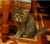 Foto в Домашние животные Отдам даром Отдам в добрые руки кошку 1,5 года(фото3), в Белгороде 1