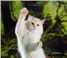 Фотография в Домашние животные Вязка предлагаю для вязки голубоглазого невского в Кемерово 4 000