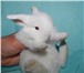 Foto в Домашние животные Грызуны Питомник декоративных кроликов «Пушистое в Москве 5 000