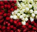 Фото в Домашние животные Растения Предлагаем тюльпаны оптом Экстра класса к в Красноярске 29