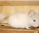 Фотография в Домашние животные Грызуны Продам шиншиллу ,белорозовый самец. Возраст в Таганроге 4 500
