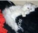 Foto в Домашние животные Вязка Вязка молодой годовалой кошечки персидской в Екатеринбурге 1
