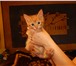Отдаем котят в добрые руки 2909466 Домашняя кошка фото в Москве