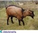 Изображение в Домашние животные Другие животные Продам чешско-зааненского козлика рождения в Искитим 2 000