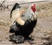 Фотография в Домашние животные Птички продам петухов породы Брамма в Медногорск 1 000