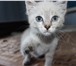 Котёнок даром 3471425 Другая порода фото в Новокузнецке
