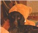 Фотография в Домашние животные Вязка собак Собака Курцхаар (3 года,  кобель породистый, в Волгограде 0