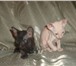Продаются котята Донского сфинкса Для души и разведения Котята приученные к лоточку, умные, нежные 69553  фото в Мытищах