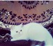Фотография в Домашние животные Вязка Ищу кота перса для вязки с кошечкой, на нашей в Абакане 0
