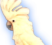 Foto в Развлечения и досуг Организация праздников Каталог артистов www.bonusss.ruТелефон: 8(985)920-36-97 в Москве 2 000