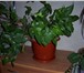 Фотография в Домашние животные Растения Комнатные растения в керамических горшках, в Нижнекамске 290