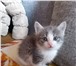Отдам котят за символичную 4320093 Домашняя кошка фото в Екатеринбурге