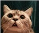 Изображение в Домашние животные Вязка Породистый котик. Порода: скотиш страйт. в Москве 5 000