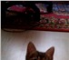 Изображение в Домашние животные Отдам даром Отдам в добрые руки трех игривых котят от в Рязани 0