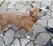 Фотография в Домашние животные Вязка собак Американский стаффордширский терьер Али, в Москве 0