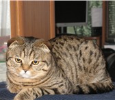 Изображение в Домашние животные Вязка Молодой шотландский вислоухий клубный кот в Саранске 3 000