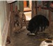 Изображение в Домашние животные Отдам даром Приют солнышко. отдадим в добрые руки кошечек в Новосибирске 0