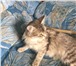 Foto в Домашние животные Отдам даром отдаём пятерых очаровательных котят (4 мальчика в Новосибирске 0