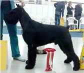 Продаются щенки Ризеншнауцера (кобе ли)сродословной, окрас черный, хвосты купированы, Отлич 65588  фото в Кургане