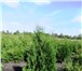 Изображение в Домашние животные Растения Смарагд и Брабант, выс. от 15 см до 1,7 м, в Москве 800