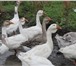 Изображение в Домашние животные Птички Продаются гуси холмогорской породы в Смоленске 3 000