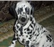 Продается щенок Далматина, Девочка 3 мес, Приучена к дом, пище, Жизнерадост ноеи игривое существо с ка 68459  фото в Екатеринбурге
