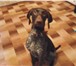 Фотография в Домашние животные Вязка собак немецкий курцхаар 21 08 2014 года.ищем суку в Пензе 0