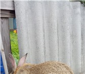 Изображение в Домашние животные Грызуны Продаю кроликов. Разведением занимаюсь уже в Балашихе 1 000