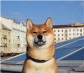 Фото в Домашние животные Вязка собак Предлагается для вязок кобель YUKASI OKUMA в Москве 15 000