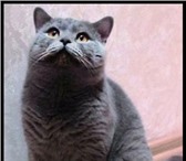 Шотладская  (вислоухие и прямоухие) котята 1627239 Скоттиш фолд фото в Сыктывкаре