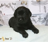 В любое время Друг цениться больше всего остального, В нашем питомнике 31 июля 2010 родился Ваш др 67208  фото в Троицке