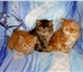 Фото в Домашние животные Отдам даром Очень милые сибирские котята пушистики, возраст в Москве 0