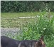 Изображение в Домашние животные Найденные Найдена молодая немецкая овчарка в садоводстве в Барнауле 0