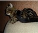 Фотография в Домашние животные Вязка Молодой опытный котик скоттиш страйт, окрас в Дзержинске 2 500