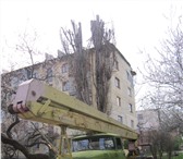 Фото в Строительство и ремонт Другие строительные услуги Спил деревьев в Крыму, Симферополе профессионально, в Симферополь 1 500