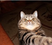 Foto в Домашние животные Вязка Молодой котик, шотландский скоттиш-страйт, в Уфе 1 000