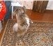 Foto в Домашние животные Вязка собак окрас рыжый соболь 1.7 звать миша за щенка в Новокузнецке 0