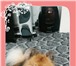 Foto в Домашние животные Вязка собак немецкий шпиц с родословной с метриком ищет в Новосибирске 0