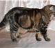 Молодой,крупный,красивый шотландский кот