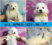Прекрасные щеночки самоедской лайки 3758747 Самоедская лайка фото в Нижнем Новгороде