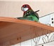 Фотография в Домашние животные Птички ПОПУГАИ  ОБМЕН Меняю пару пестрых розелл в Перми 0