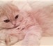 Фото в Домашние животные Вязка кошка хайленд фолд с родословной ищет кота в Нижнем Тагиле 0